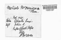 Image of Parenglerula macowaniana